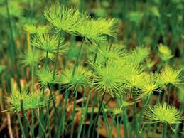 Cyperus haspen 'Dwarf' PB5
