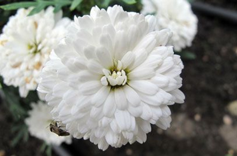 Argyranthemum 'Summersong Whit 9cm (90500) 9cm