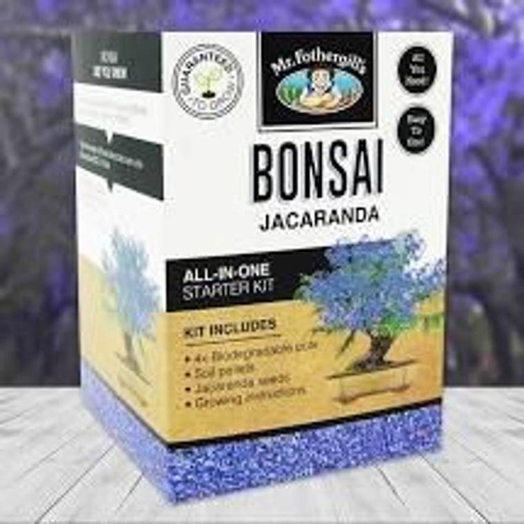 Bonsai Kit - Jacaranda