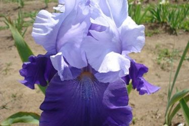 Iris x germanica 'Elegance Col 2.5L