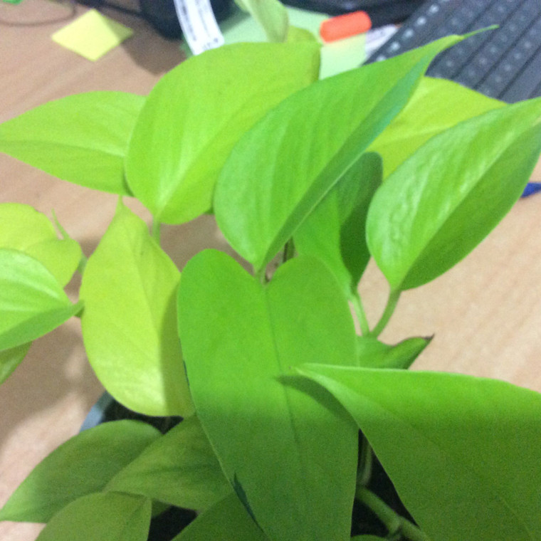 Epipremnum aureum 'Neon' 14cm