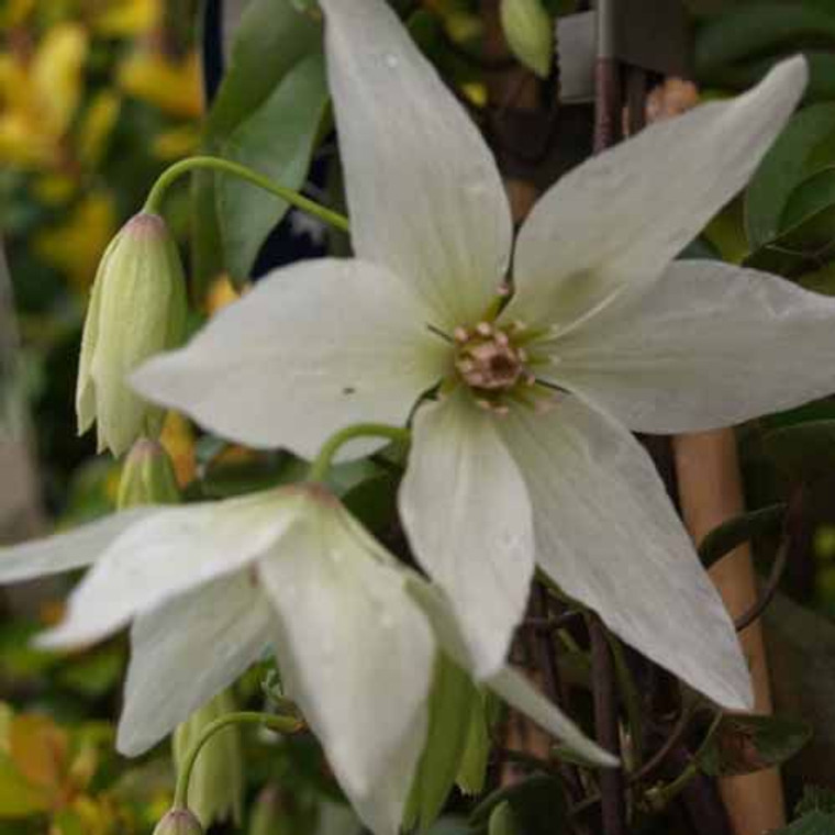 Clematis 'Purity' 3.5L