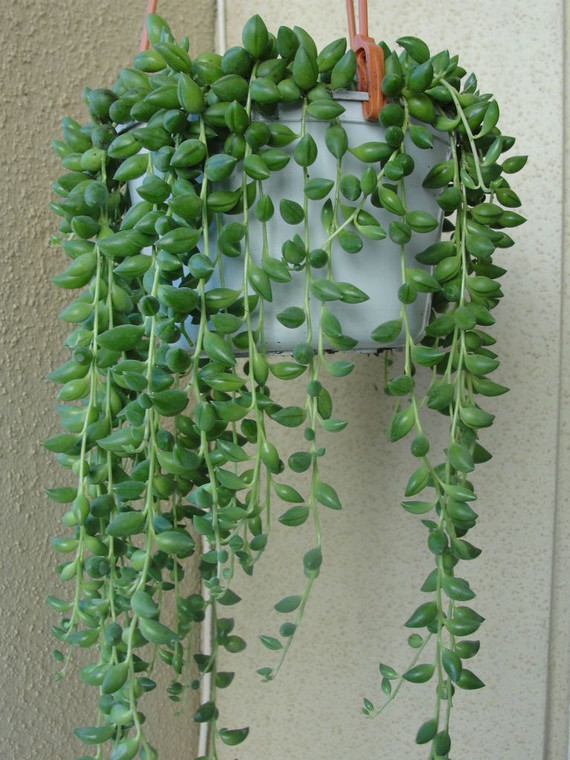 BB - Senecio Herreianus 10cm