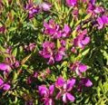 Polygala  'Dazzler' 2.5L