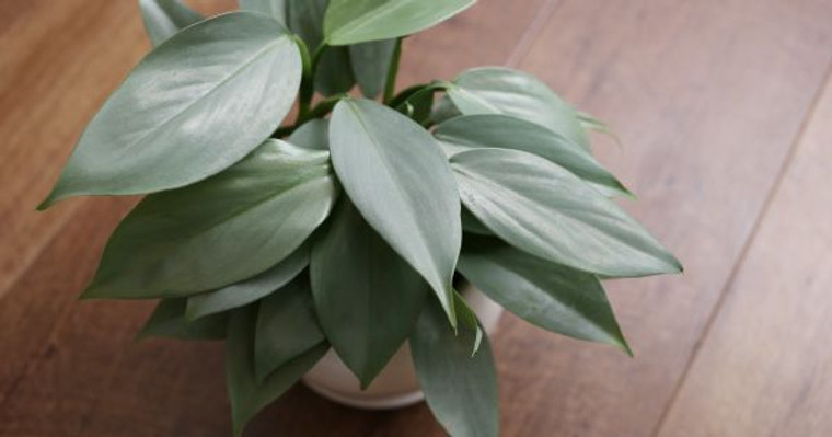 Philodendron 'Silver Arrow' 2L