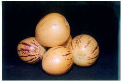 Pepino 'El Camino' 1.9L