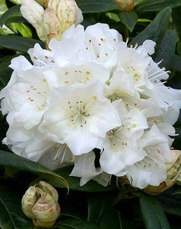 Rhododendron 'Dora Amateis' 8L