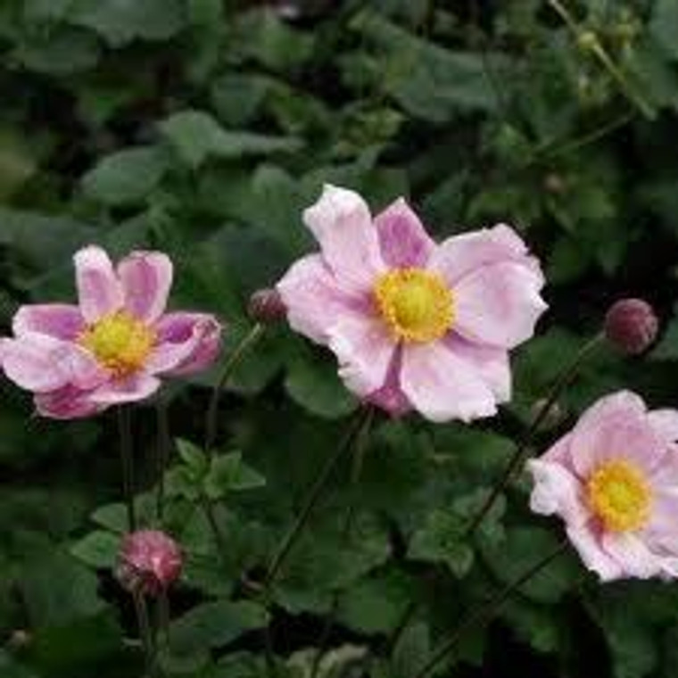 Anemone japonica 'Double Pink' 2.5L