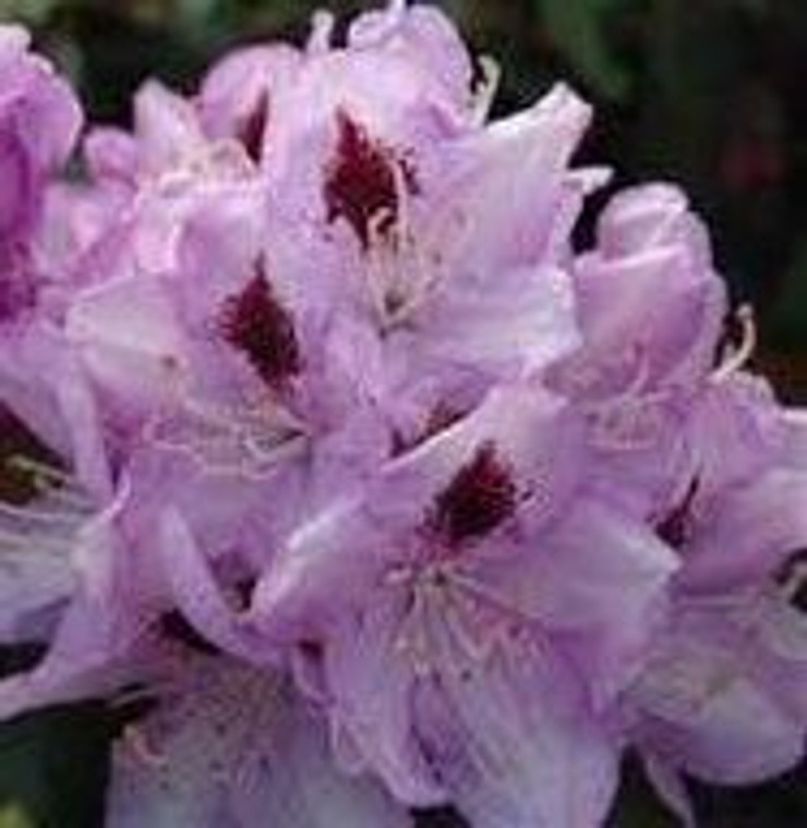 Rhododendron 'Blue Jay' 8L