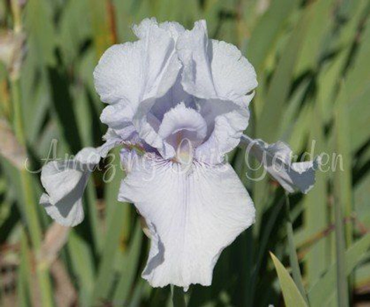 Iris Bearded 'Lilac Haze' 2.5L