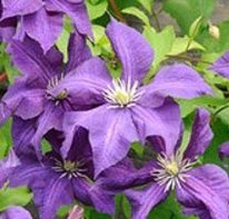 Clematis 'Aotearoa' 3.5L