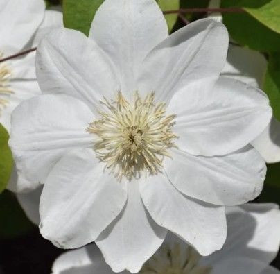 Clematis 'Guernsey Cream' 3.5L