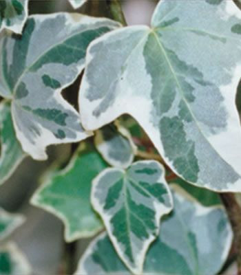 Hedera helix 'Glacier' GOL
