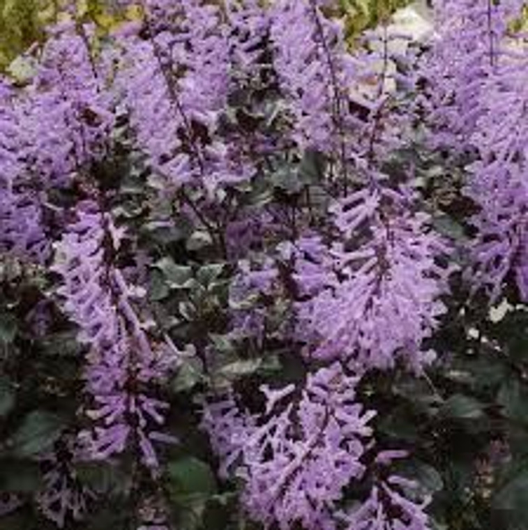 Plectranthus 'Velvet Elvis' 14cm (93220) 14cm