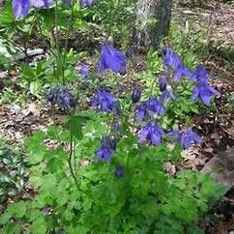 Aquilegia 'Barlow Blue' 14cm