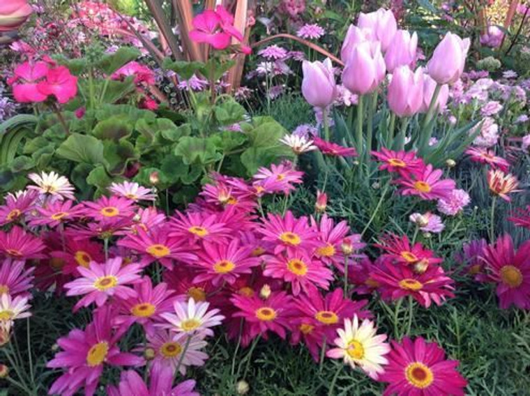 Argyranthemum 'Double Act' 17cm