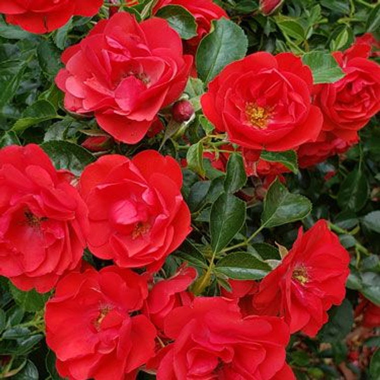 Rose Flower Carpet 'Cherry' 17cm