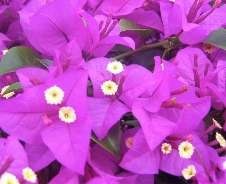 Bougainvillea 'Pretty Purple' 2L