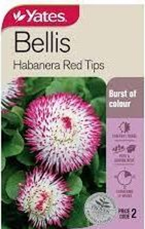 Yts Bellis Habanera Red Tips -