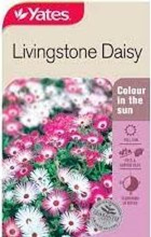 Yts Livingstone Daisy - 1