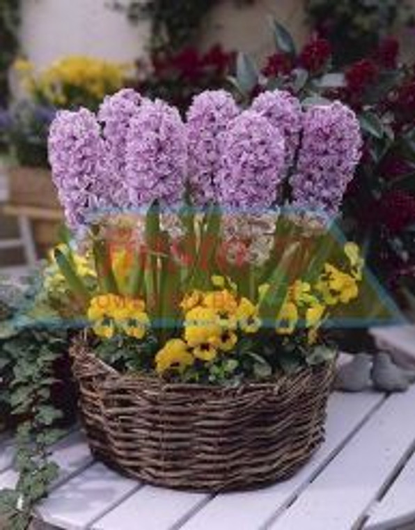 Hyacinth 'Splendid Cornelia' 3