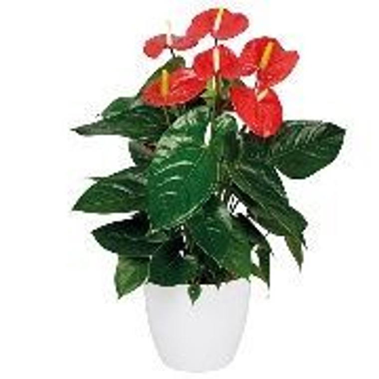 Anthurium 'Jambo Red' 14cm