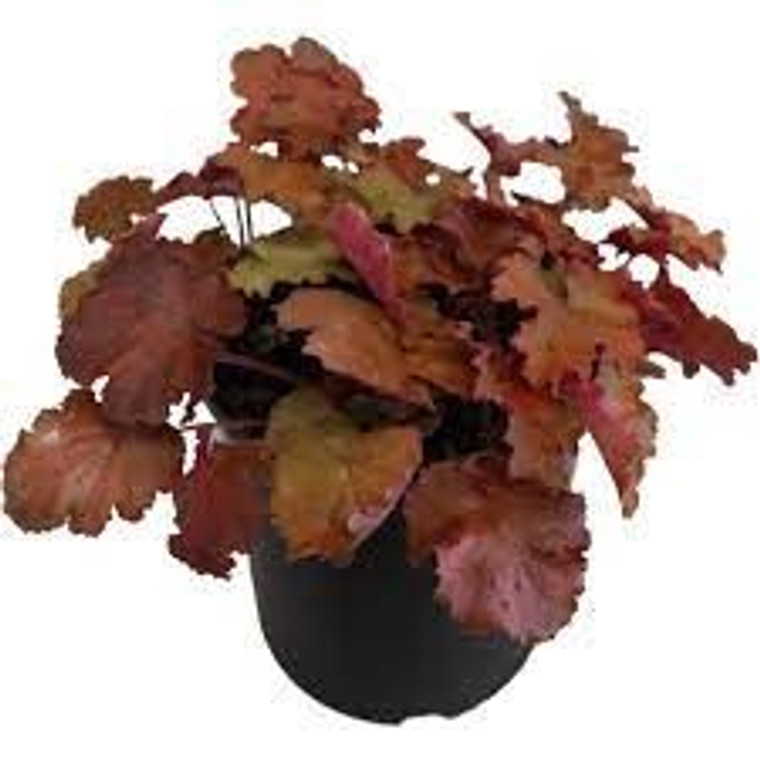 Heuchera 'Kassandra' 2L