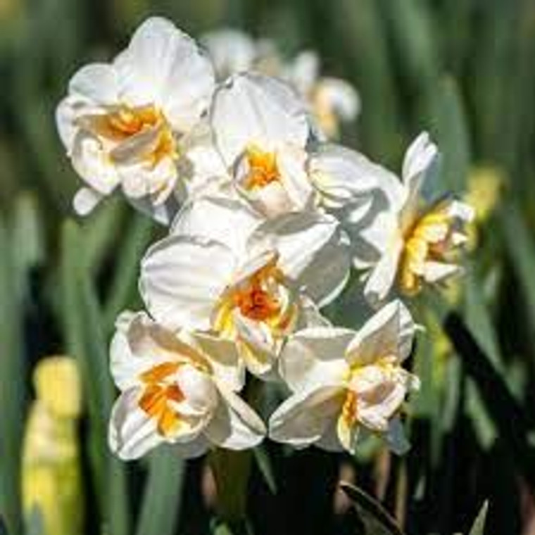 Daffodil 'Sir Winston Churchil