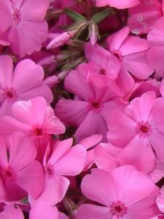 Phlox 'Daniel' 1L (90142) GOL