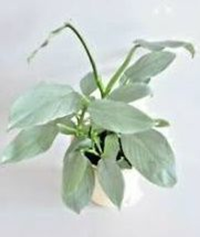 Philodendron 'Silver Sword' 17cm