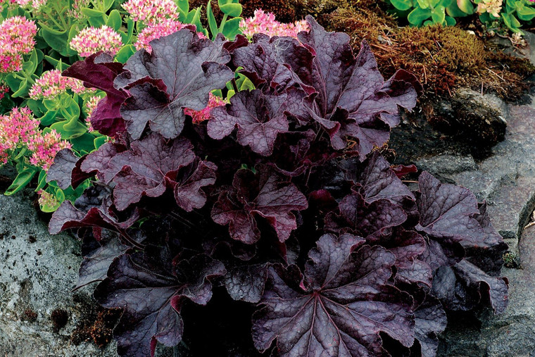 Heuchera 'Grande Black' 2L