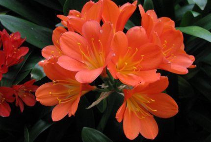 Clivia 'Orange Hybrid' 6L