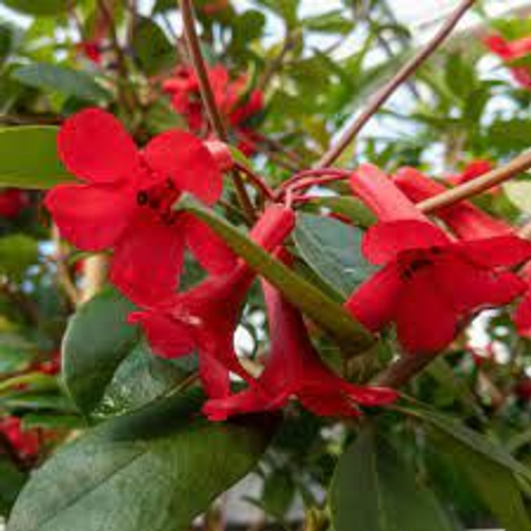 Rhododendron v 'Red Mountain' 2.5L
