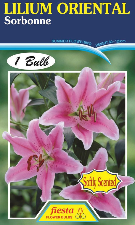 Lilium Oriental 'Sorbonne'