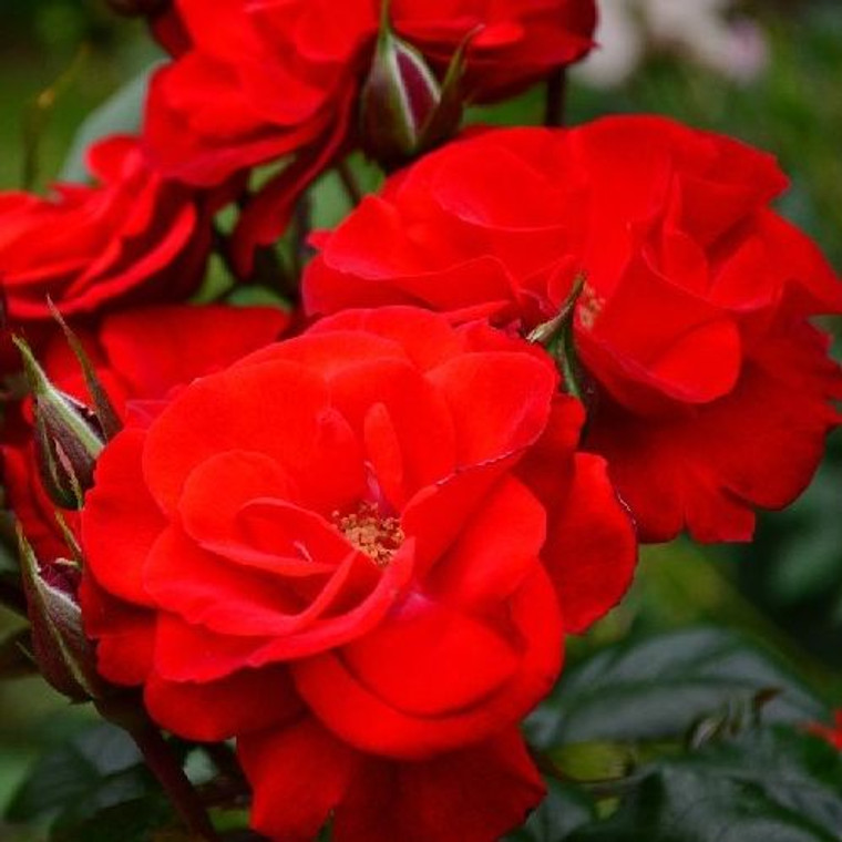 Rose 'Centurion' 6L