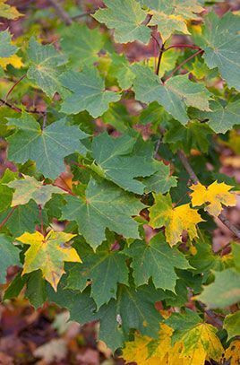 Acer platanoides 'Globosum' PB18 (87542) PB18 (94971) PB18