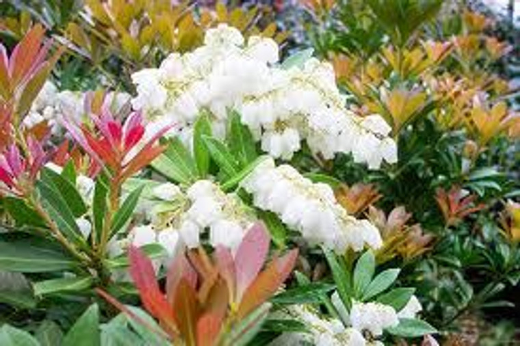 Pieris ryukuensis 'Temple Bell 2.5L