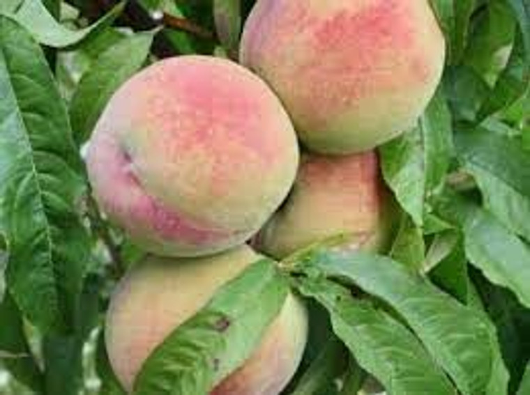 Peach 'Springcrest' PB18