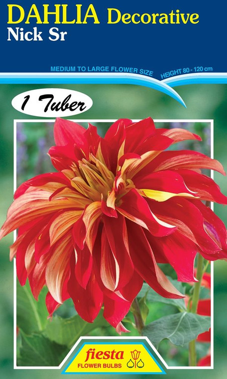 Dahlia Decorative 'Nick Sr'
