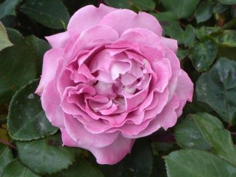 Rose 'Royal Amethyst' 6L