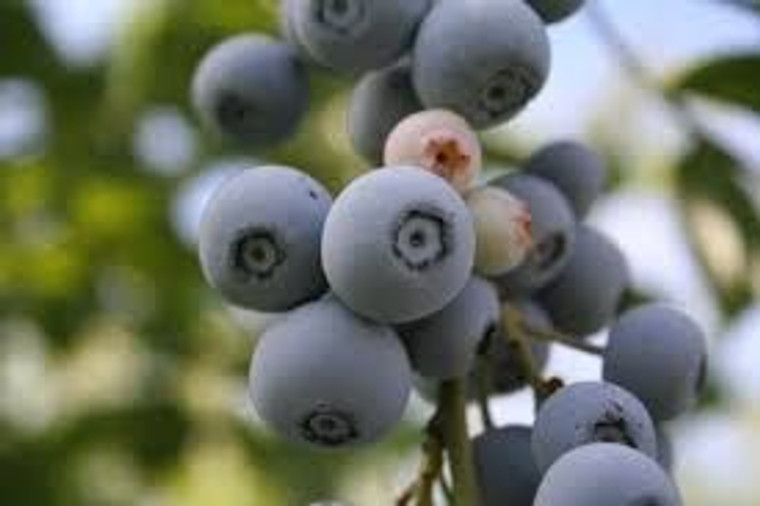 Blueberry 'Rahi' 1.9L (95279) 1.9L