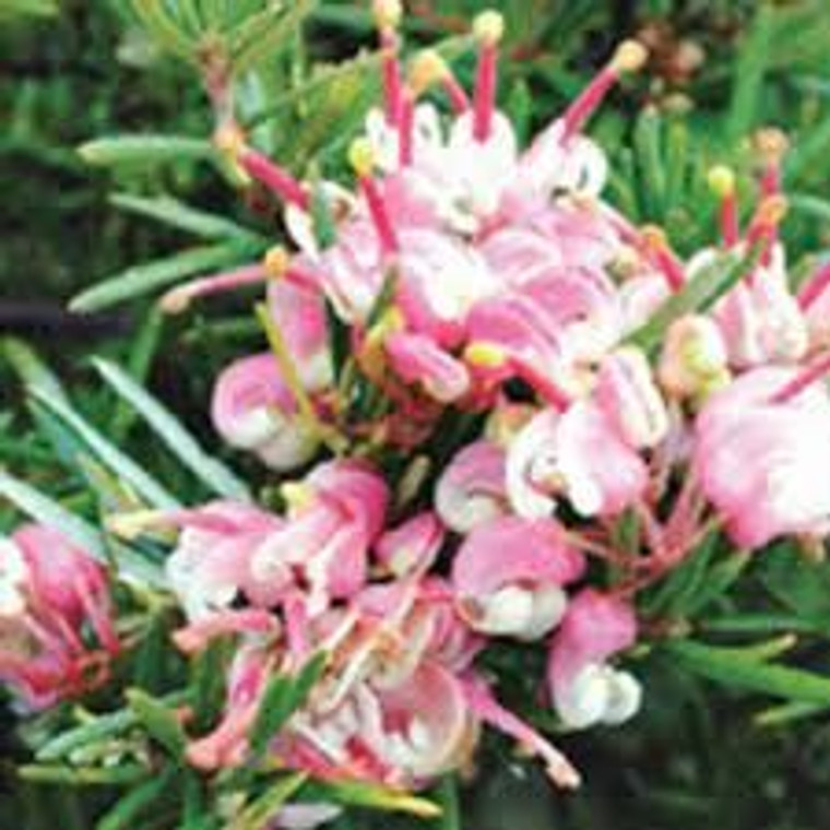 Grevillea 'Tickled Pink' 2.5L