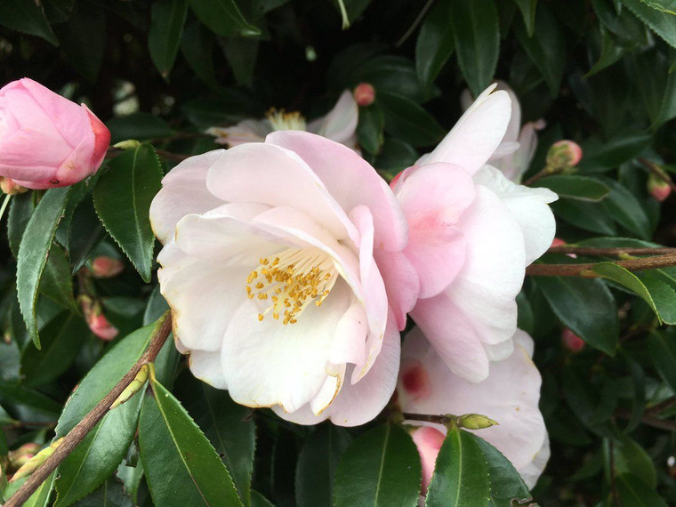 Camellia 'Sugar & Spice' 1.5L