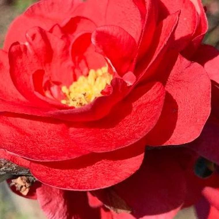 Chaenomeles s 'Scarlet Storm' 2.5L