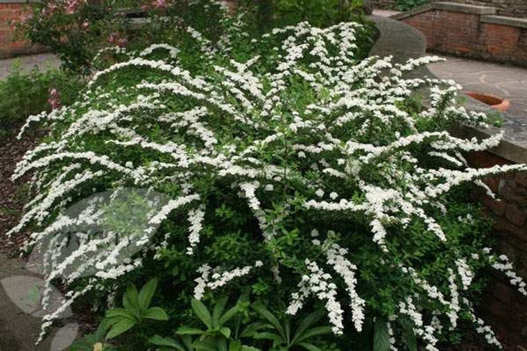 Spiraea nipponica 'Snowmound' 2.5L