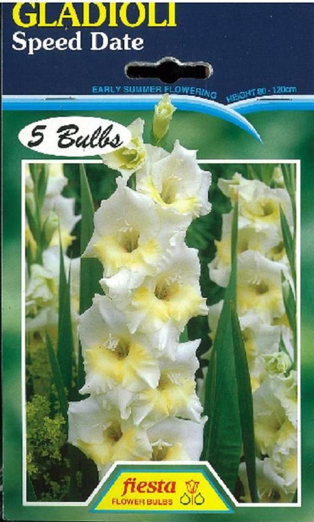 Gladioli 'Speed Date' 5's