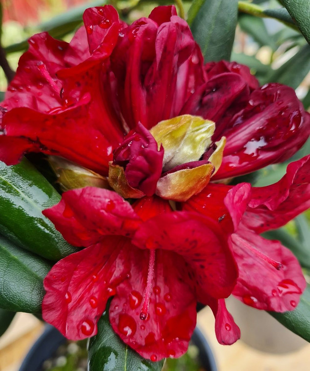 Rhododendron 'Kiwi Dad' 8L