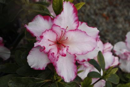 Azalea 'The Teacher' 2.5L