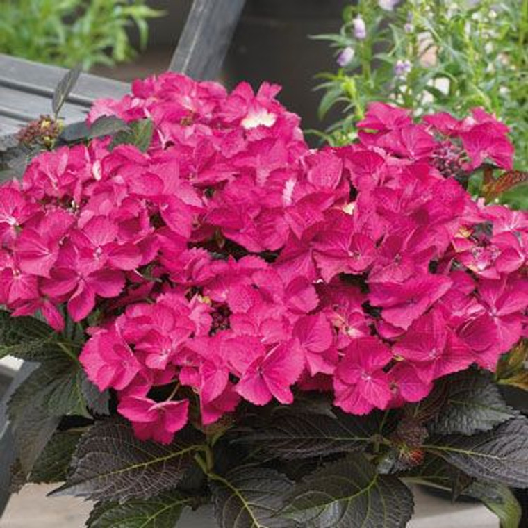 Hydrangea 'Tuxedo Pink' 2.5L