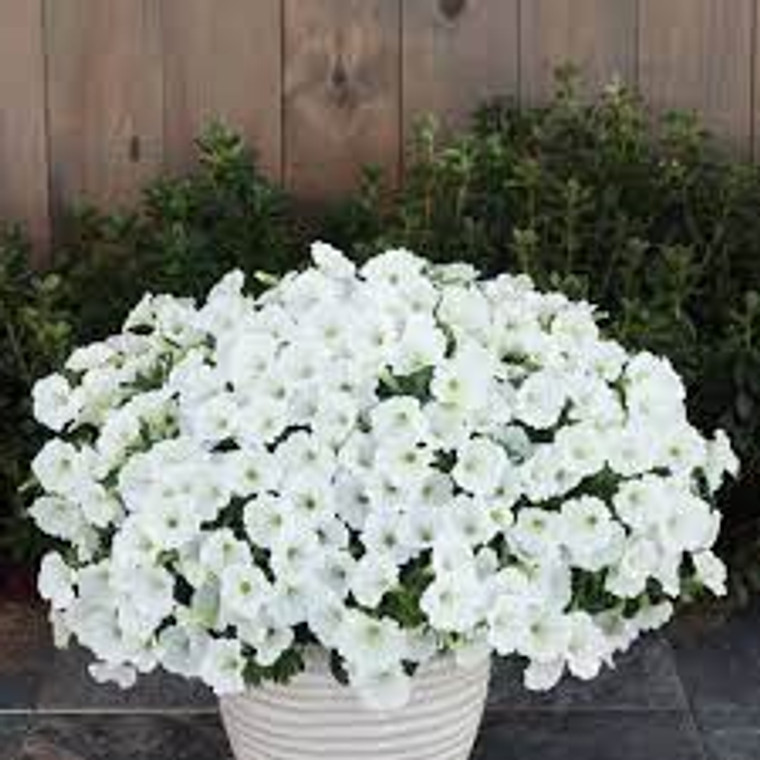 Petunia 'Bubblegum Snowdrift' 1.5L